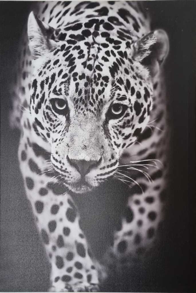 A picture of Leopard coloured Print 