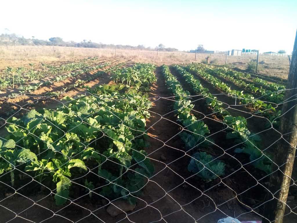 A picture of 8660 ACRES AGRO PLOT FOR SALE IN KENSINGTON BULAWAYO