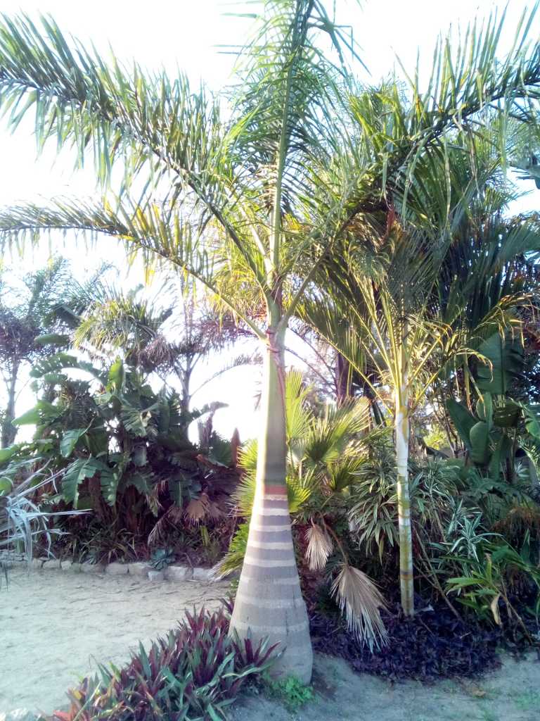 A picture of Cuban Royal Palm Trees
