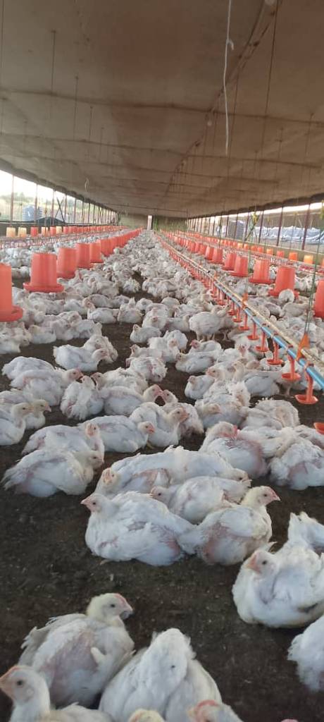 Dressed chickens