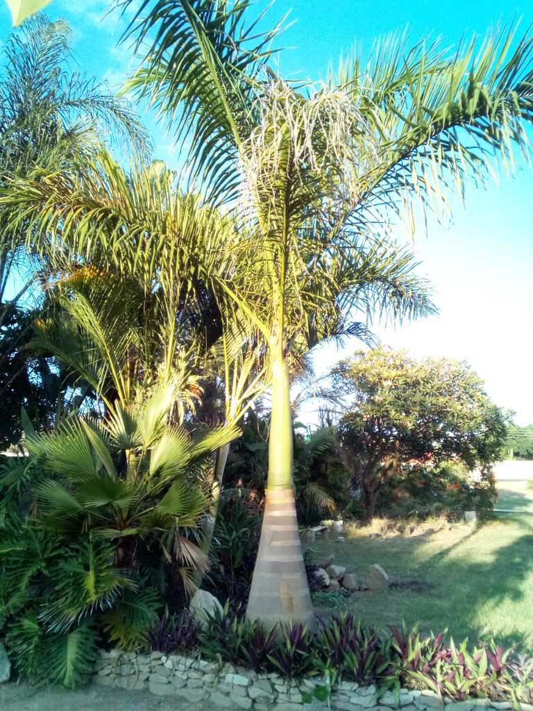 A picture of Cuban Royal Palm Trees