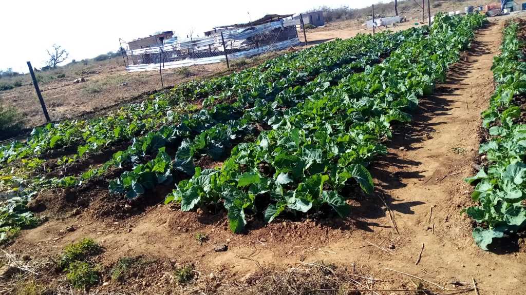 A picture of 8660 ACRES AGRO PLOT FOR SALE IN KENSINGTON BULAWAYO