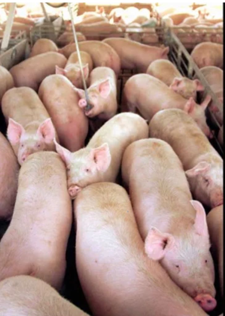 A picture of Super Porkers 
