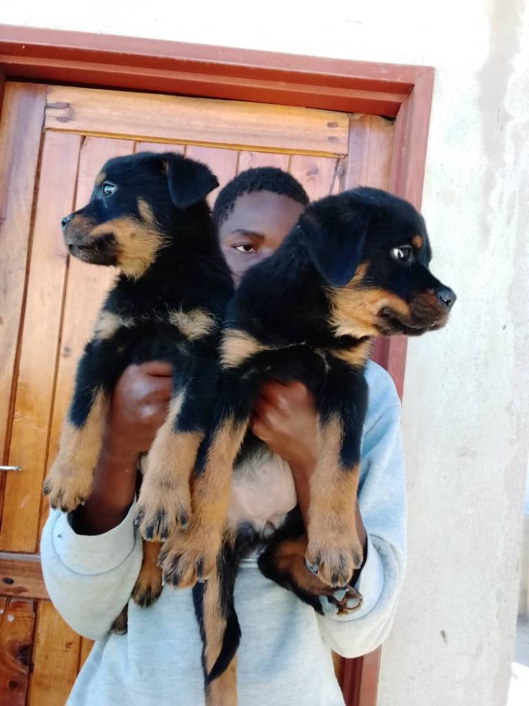 ROTTWEILER PUPPIES FOR SALE!! 