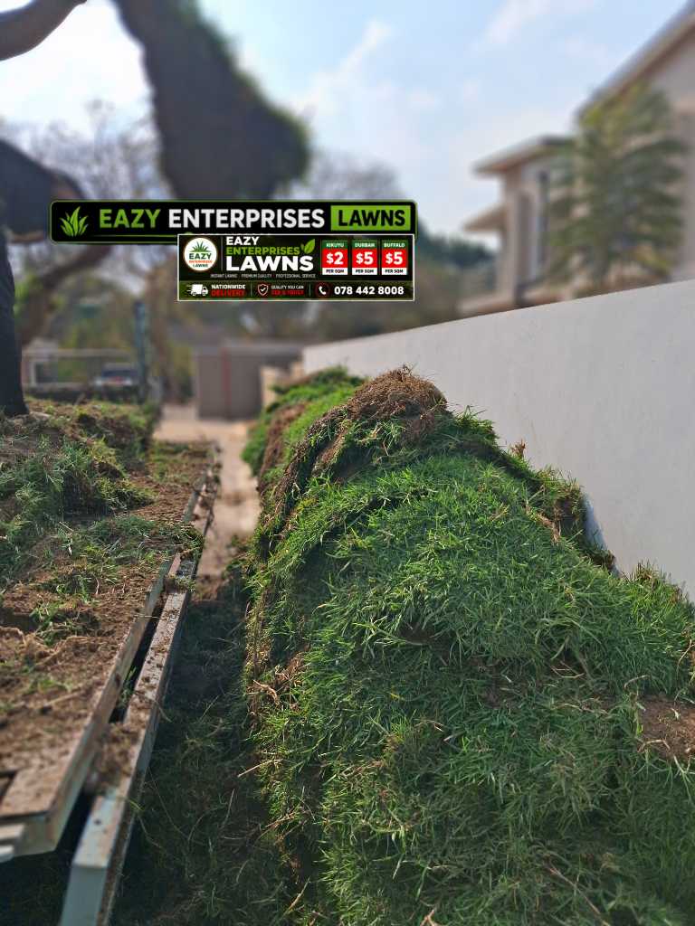 A picture of Premium Instant Lawn