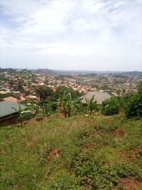 A picture of Buddo 50 by 50 on sale at 14m