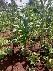 A picture of 8 fertile acres on sale all at 64m 13km from