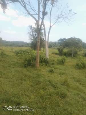 A picture of 62 ACRE FARM AT NDEJJE BOMBO 25M PER ACRE TITLED