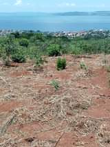 A picture of 25m per acre Over view KIYINDI LANDING SITE TOWN WATER