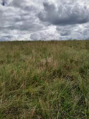 A picture of Shamba linalofaa kwa kilimo cha parachichi miti ya mbao n