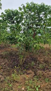 A picture of Land on sale