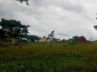 A picture of 20 Acres of titled land at Kiyunga Mukono for sale.