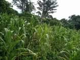 A picture of 4 fertile acres for sale all at 13m agreement sale