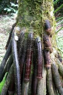 A picture of Omumatiza Bakyala