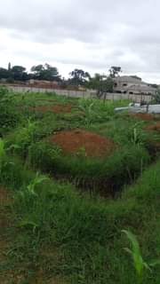 stands
