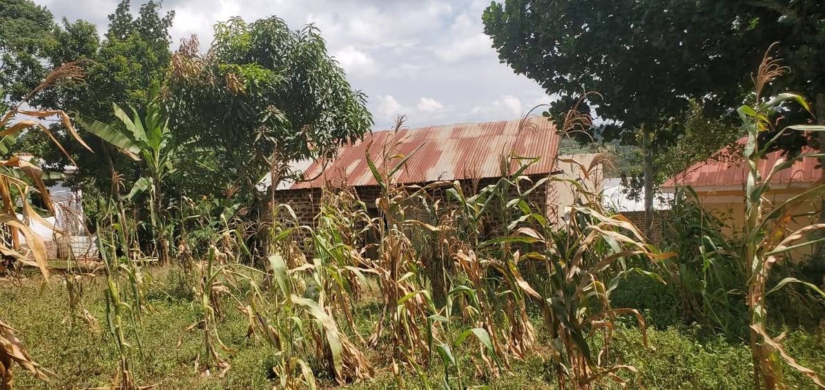plots mukono