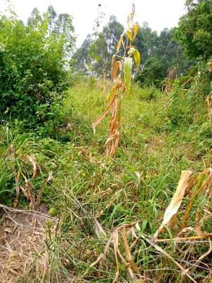 A picture of Ebibanja bibiri ebitundibwa ngabyanjuwulo 2 acres and half for sale