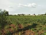 A picture of 5acres lugolole mayuge district 12M per acre last price 0700125875
