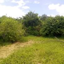 A picture of Shamba la eka 20 linauzwa masuguru kata ya kiwangwa wilaya