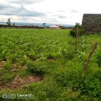 A picture of Quick sale plot for sale