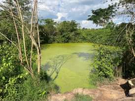 A picture of 50 acres in kayunga Bbale at 6m each
