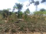 A picture of Plot in Mbale busiu