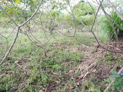 A picture of 100 200FT HALF ACRE FOR SALE IN NAKASEKE KAPEEKA 4KM
