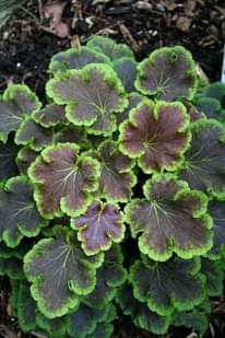 A picture of Fliwers