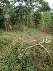 A picture of 3acres in kikyusa town council we sell from 1acre each