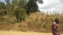 A picture of Plot in namayumba hoima rd on quick sale