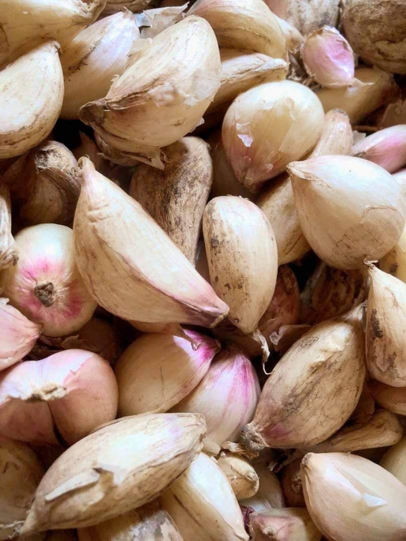 seeds
