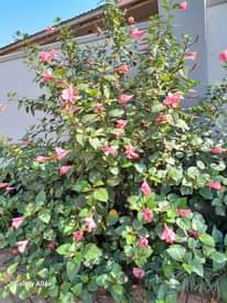 A picture of Rachels outdoor flower designs