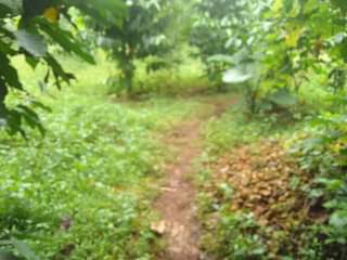 A picture of 200ft by 65ft for sale along mukono katosi road in