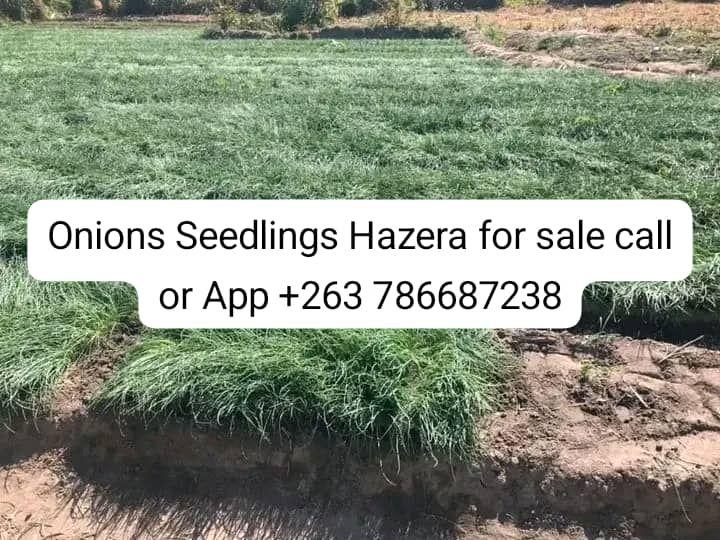 seedlings