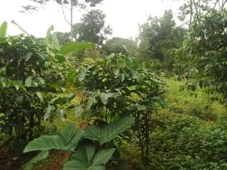 A picture of 200 ft by 65 plot for sale in kisoga along