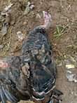 A picture of Guniea Fowls available pair 100 000 to 120 000 Turkeys