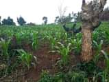 A picture of WE SALE STARTING FROM 1 ACRE EACH ACRE IS FOR