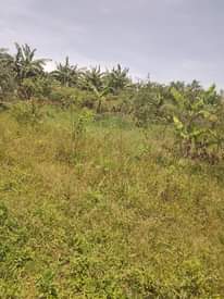 A picture of 2 accers for sale