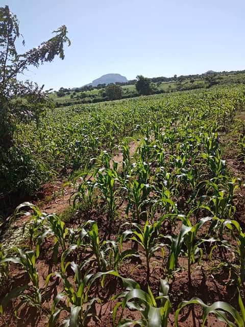 MALAWI H.