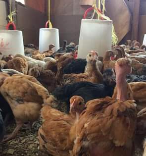 A picture of Vifaranga vya Sasso vinapatikana allypoultry farm umri kuanzia 1 month