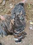 A picture of Guniea Fowls available pair 100 000 to 120 000 Turkeys