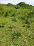 A picture of 15 acres of land for sale in katugo Nakasongola 5.5m