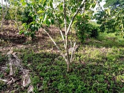 A picture of 1 FERTILE ACRE FOR SALE 7M
