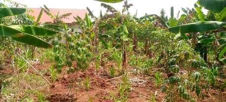 A picture of Plot bombo 100 100ft