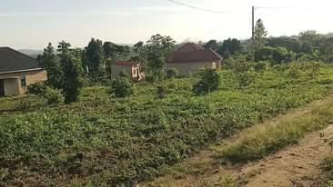 A picture of 4.5m Quick sale plot size 40by25ft located at matugga kakelenge