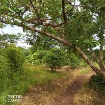 A picture of Land for sale in Mukono Seeta Nazigo Sized on 50by100fts