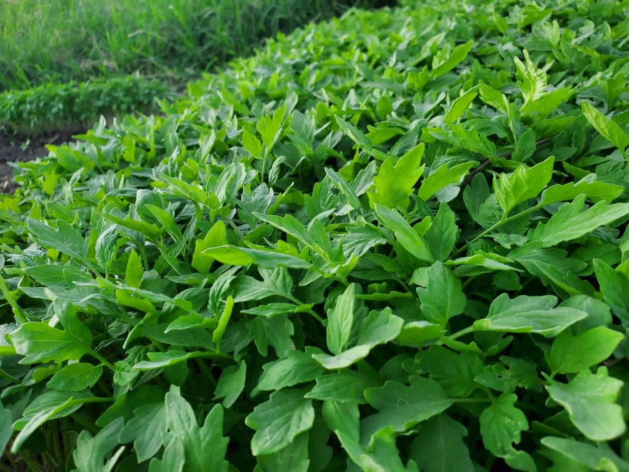 seedlings
