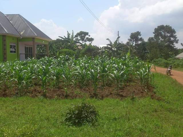 houses matugga