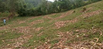 A picture of Ebibanja bibiri ebitundibwa ngabyanjuwulo 2 acres and half for sale