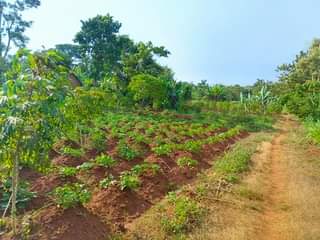 A picture of  2Arces for sale at Nsanja mukono katosi road..good for
